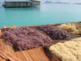 /album/photogallery/gred-pure-marine-collagen-pmc-jpg/